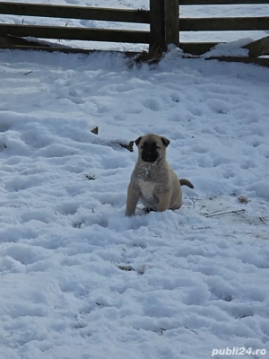 Vand catei kangal.         .