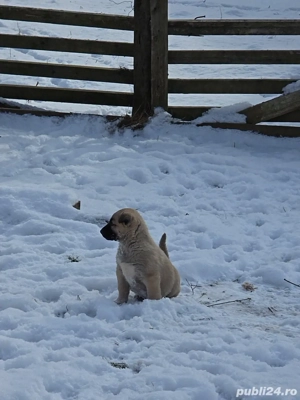 Vand catei kangal.         . - imagine 2