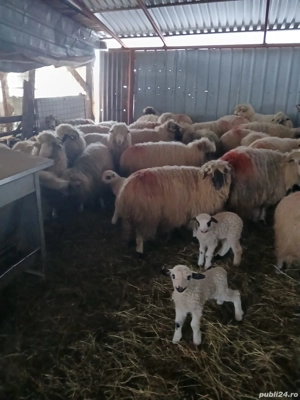 Vand 25 de oi toate fătate! Pret 1200 lei bucata 