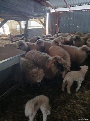 Vand 25 de oi toate fătate! Pret 1200 lei bucata  - imagine 2