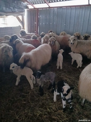 Vand 25 de oi toate fătate! Pret 1200 lei bucata  - imagine 3