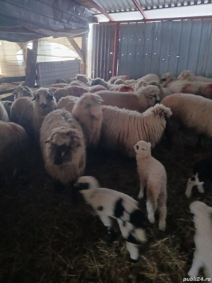 Vand 25 de oi toate fătate! Pret 1200 lei bucata  - imagine 4