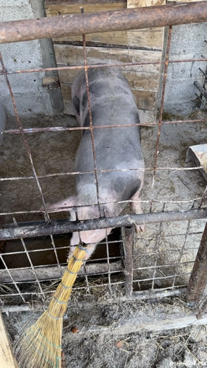 Vand 2 scroafe - imagine 2