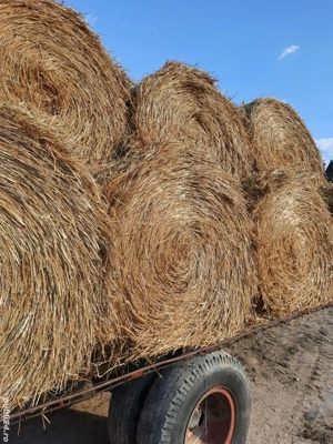 Vând baloți rulade