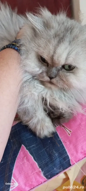 pisica persana spre adoptie