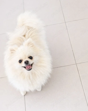 Femelă Pomeranian pedigree FCI 