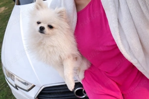 Fetița Pomeranian pedigree FCI 