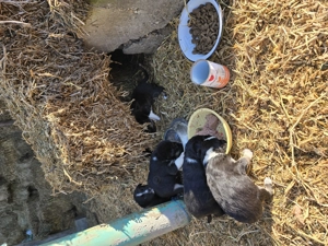 Ofer spre adoptie 3 catelusi mix de Border Collie  - imagine 3