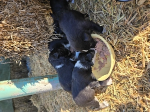 Ofer spre adoptie 3 catelusi mix de Border Collie  - imagine 2