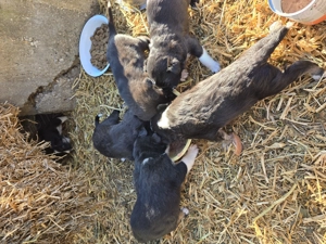 Ofer spre adoptie 3 catelusi mix de Border Collie  - imagine 5