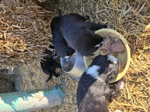 Donez 3 catelusi mix de Border Collie  - imagine 5