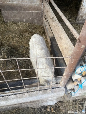 scrofite mangalita  - imagine 2