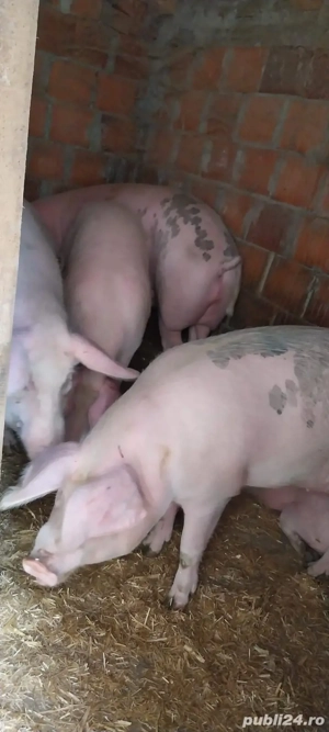 Vând porci                .