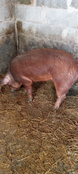 vand porc  - imagine 2