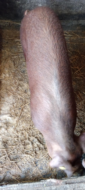 vand porc  - imagine 4