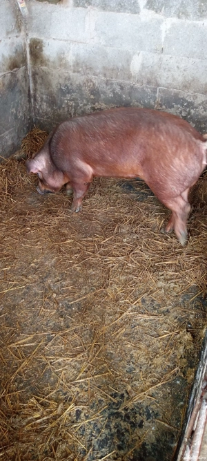 vand porc  - imagine 3