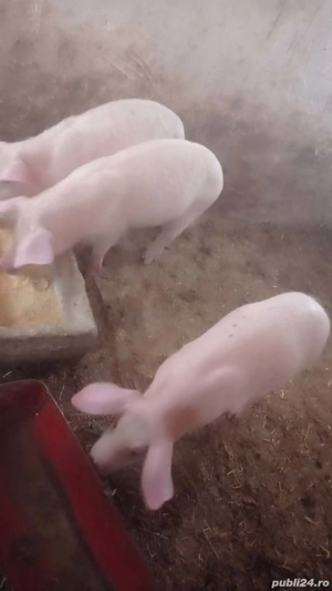 Șoldani rasa Marele Alb 