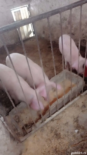 Șoldani rasa Marele Alb  - imagine 2