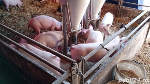 Vand purcei rasa Marele Alb cu Landras - imagine 2