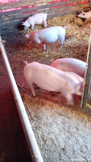 Vand purcei rasa Marele Alb cu Landras - imagine 4