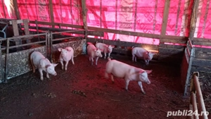 Vand purcei rasa Marele Alb cu Landras - imagine 3