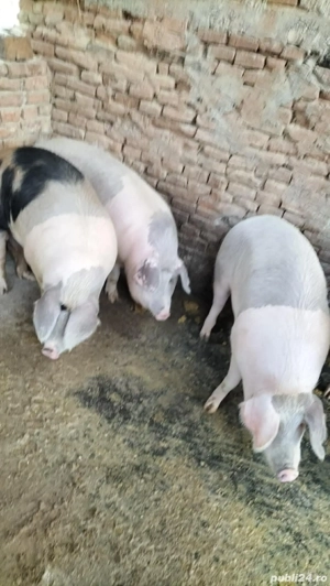Porci de vânzare  - imagine 4