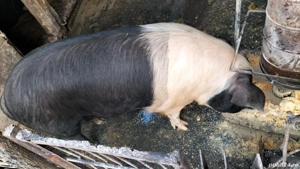 Porci de vânzare 