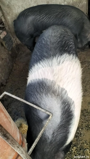 Porci de vânzare  - imagine 2