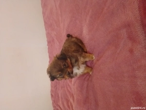 Cățel pichinez corcitura 