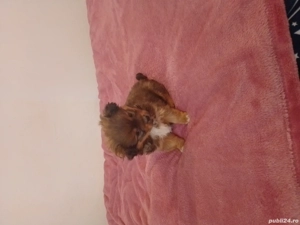 Cățel pichinez corcitura  - imagine 2