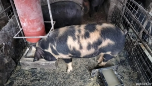 Porci de vânzare  - imagine 5