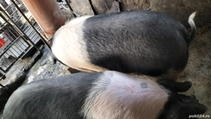 Porci de vânzare  - imagine 3