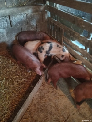 Purcei de Vânzare  - imagine 2