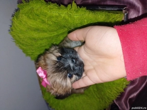 Cățelușa corcitura pichinez  - imagine 2