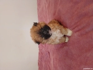 Cățelușa corcitura pichinez 