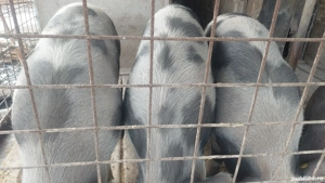 Vand porci pentru tinut sau sacrificat - imagine 2