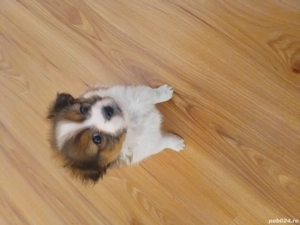 Cățelușa pichinez corcitura  - imagine 2