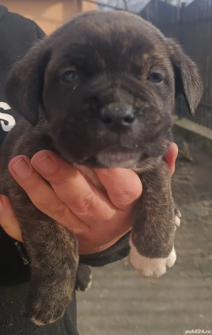 Cățeluș metiș Cane Corso - imagine 3