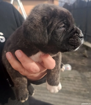 Cățeluș metiș Cane Corso - imagine 5
