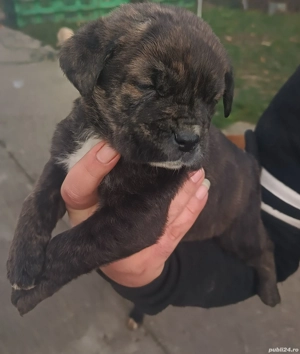 Cățeluș metiș Cane Corso - imagine 4
