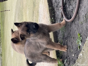 Pui ciobănesc belgian  - imagine 2