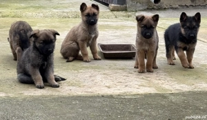 Pui ciobănesc belgian  - imagine 5