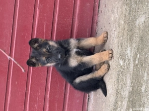 Pui ciobănesc belgian  - imagine 4