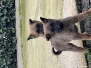 Pui ciobănesc belgian  - imagine 3