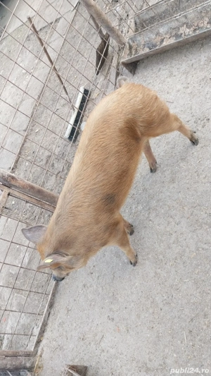 Vand o scrofita duroc! - imagine 5