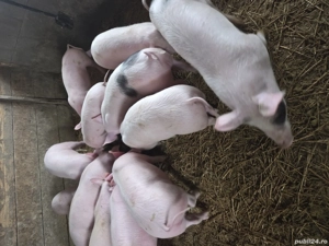 Vand porci grasuni - imagine 3