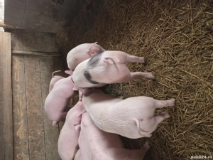 Vand porci grasuni - imagine 2