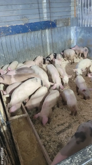 purcei de vanzare  - imagine 4