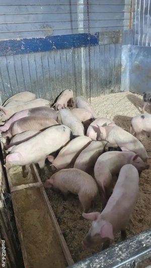 purcei de vanzare  - imagine 2