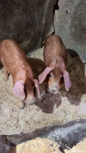 Vând purcei duroc  - imagine 2